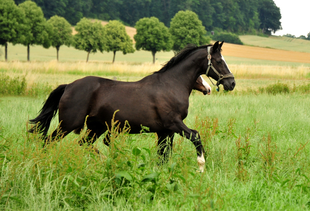 Stuten und Fohlen im Trakehner Gest�t H�melschenburg - Foto: Beate Langels