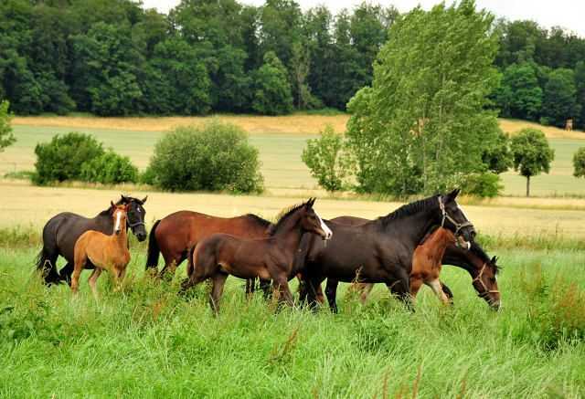 Stuten und Fohlen im Trakehner Gest�t H�melschenburg - Foto: Beate Langels