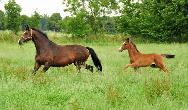 Thirica und ihr Sohn von Zauberdeyk im Trakehner Gest�t H�melschenburg - Foto: Beate Langels