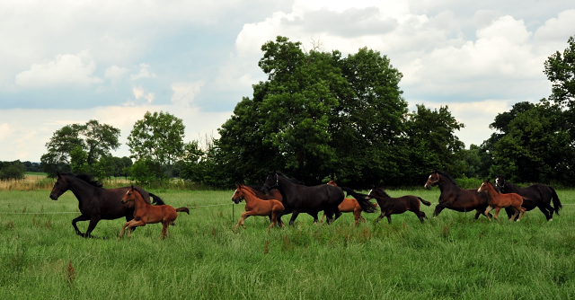 Stuten und Fohlen im Trakehner Gest�t H�melschenburg - Foto: Beate Langels
