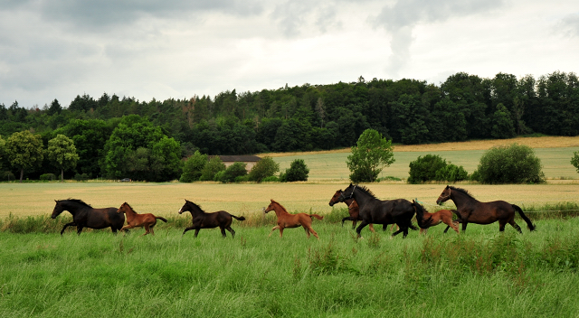 Stuten und Fohlen im Trakehner Gest�t H�melschenburg - Foto: Beate Langels