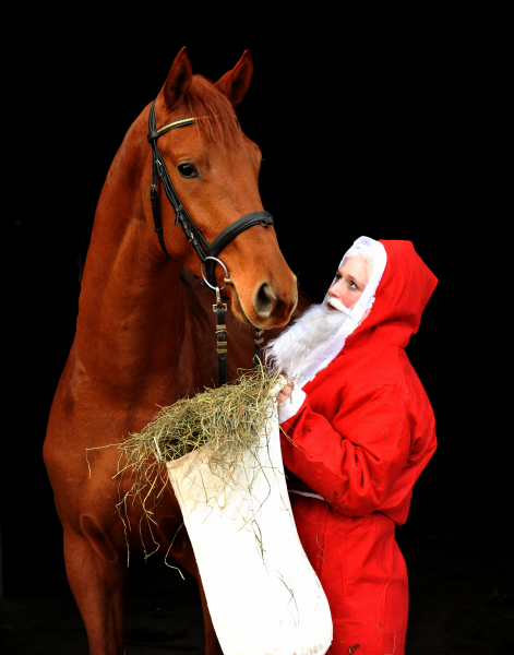 Tudor und der Weihnachtsmann - Foto: Beate Langels
