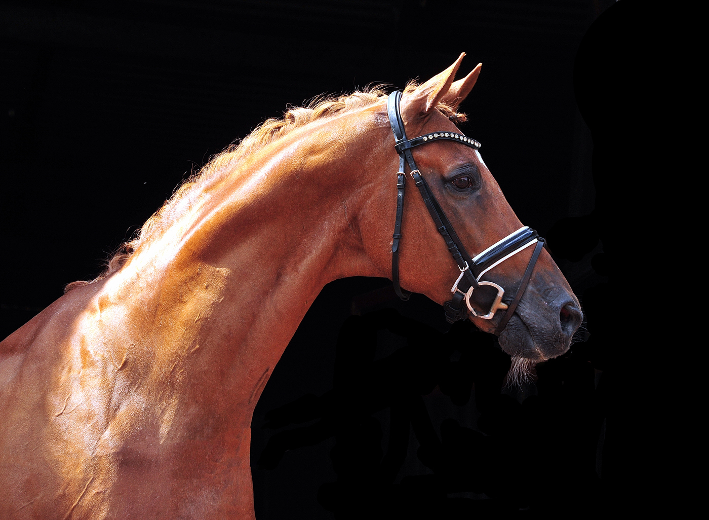 Zauberdeyk von Van Deyk - Foto: Beate Langels - Trakehner Gestüt Hämelschenburg